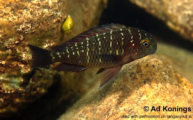Tropheus moorii 'Kombe'